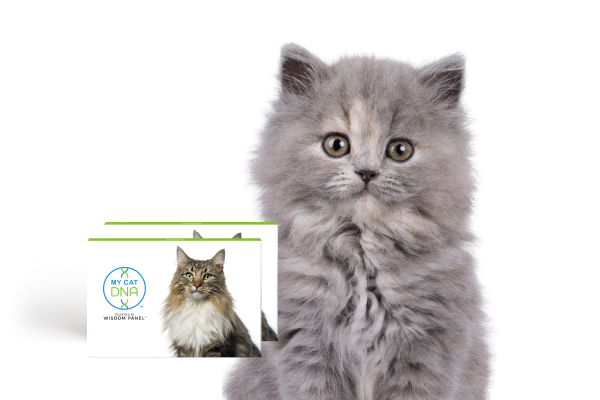 2025-08-28_MCD_Web_Cat-Day-Promo_Hero_Desktop_600x400_f36529cc-e2b6-468b-b499-4a20ee881f53.png