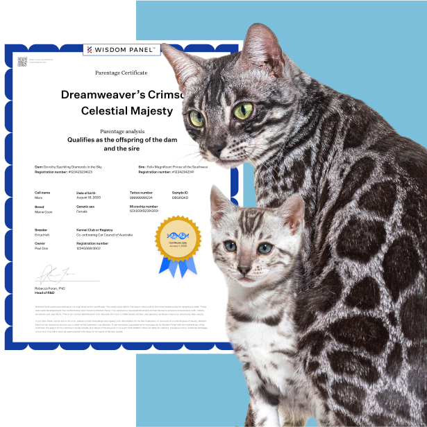 cat_certificate.png