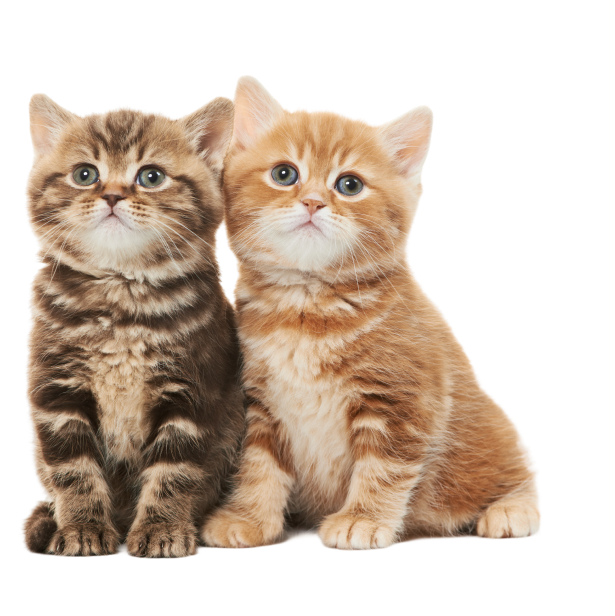 kitten_image.png