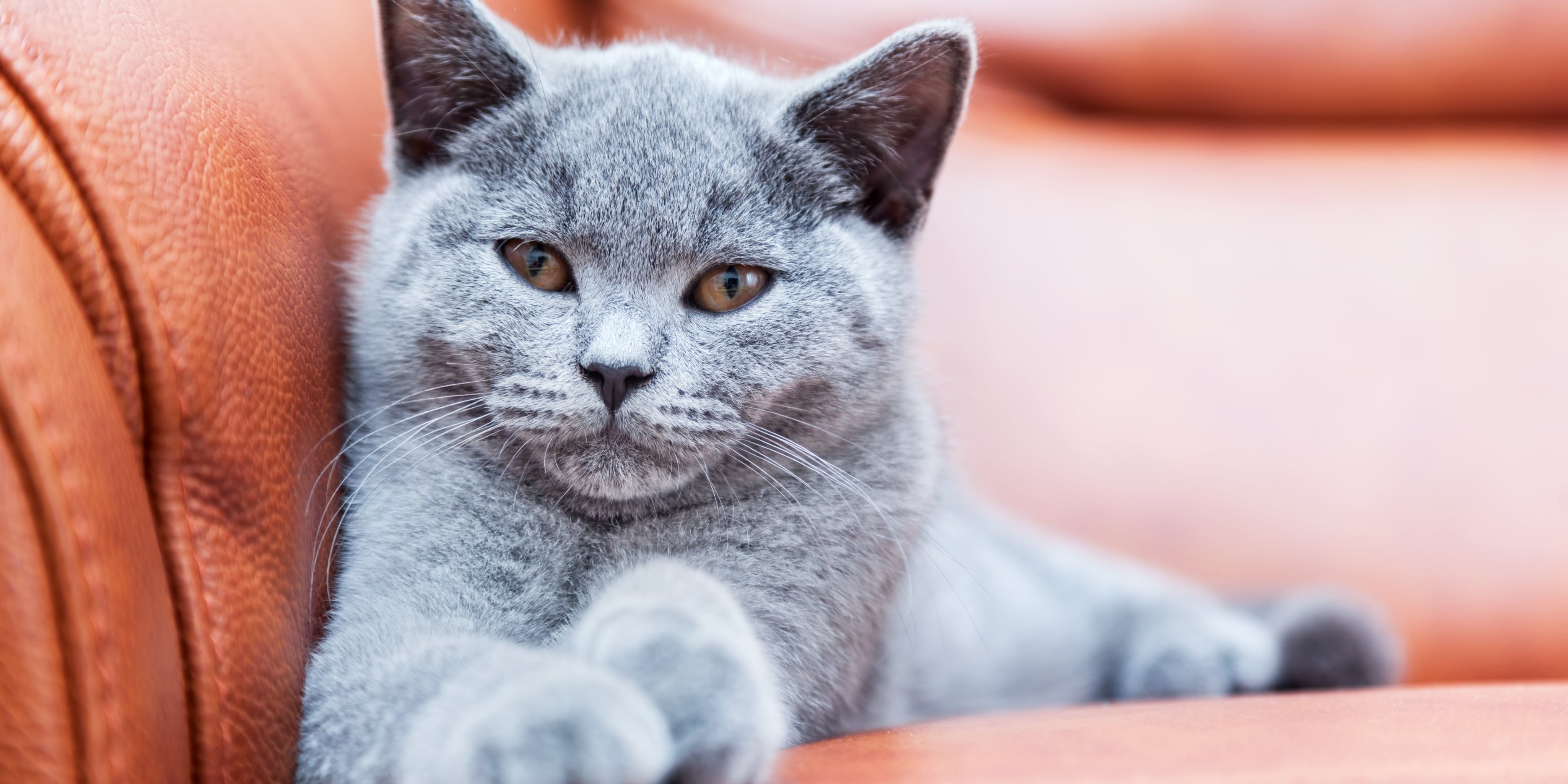 British shorthair kitten lounging on sofa