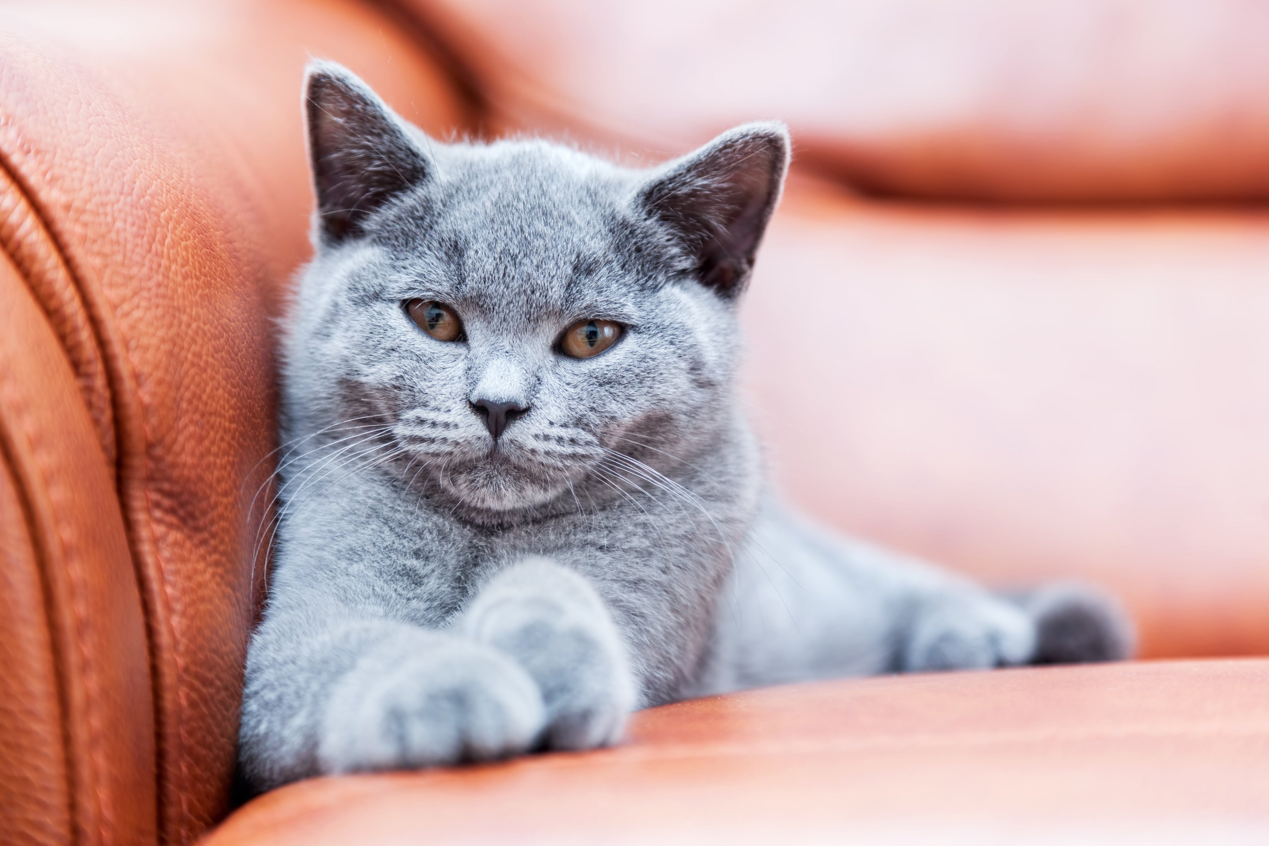 British shorthair kitten lounging on sofa