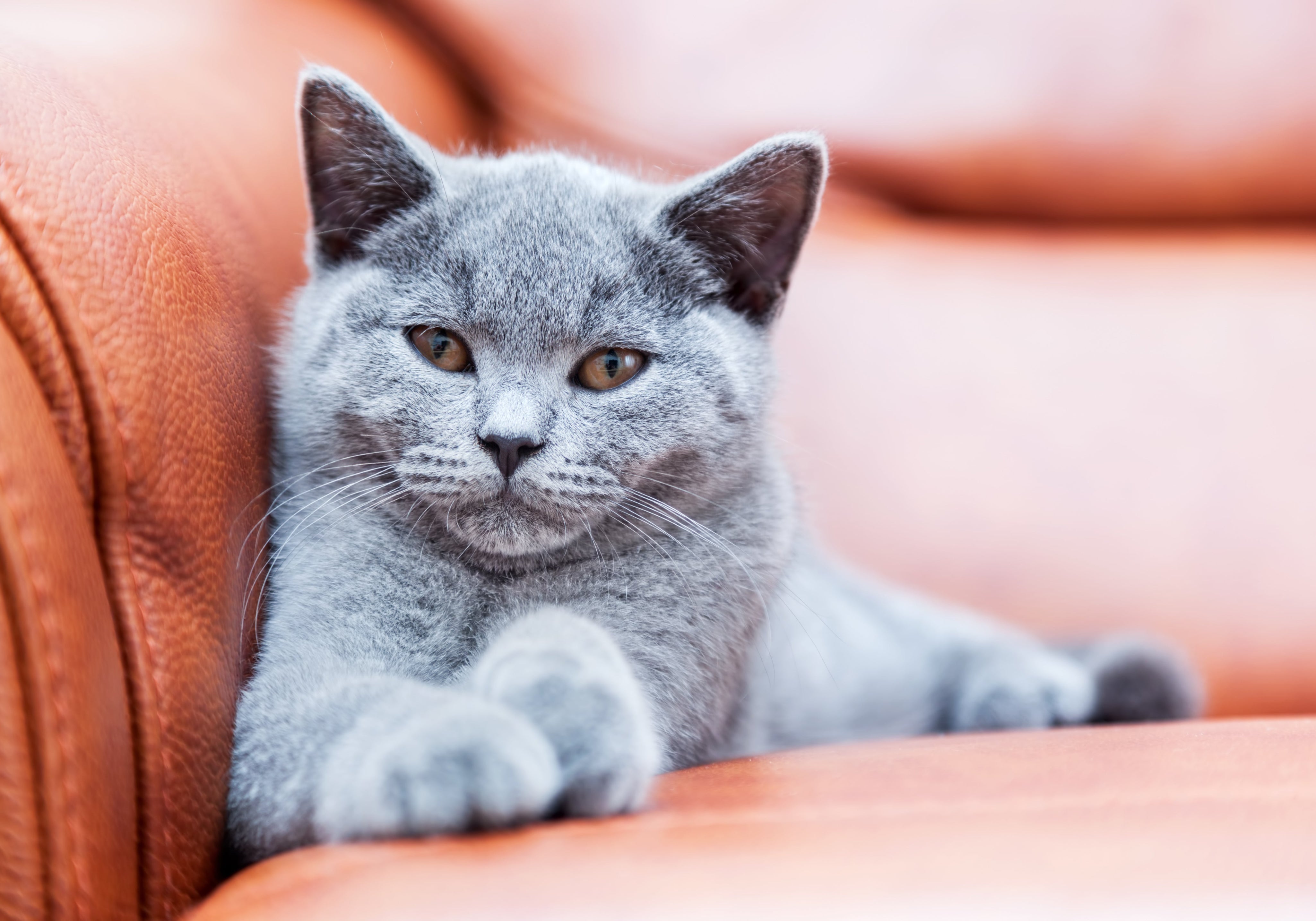 British shorthair kitten lounging on sofa