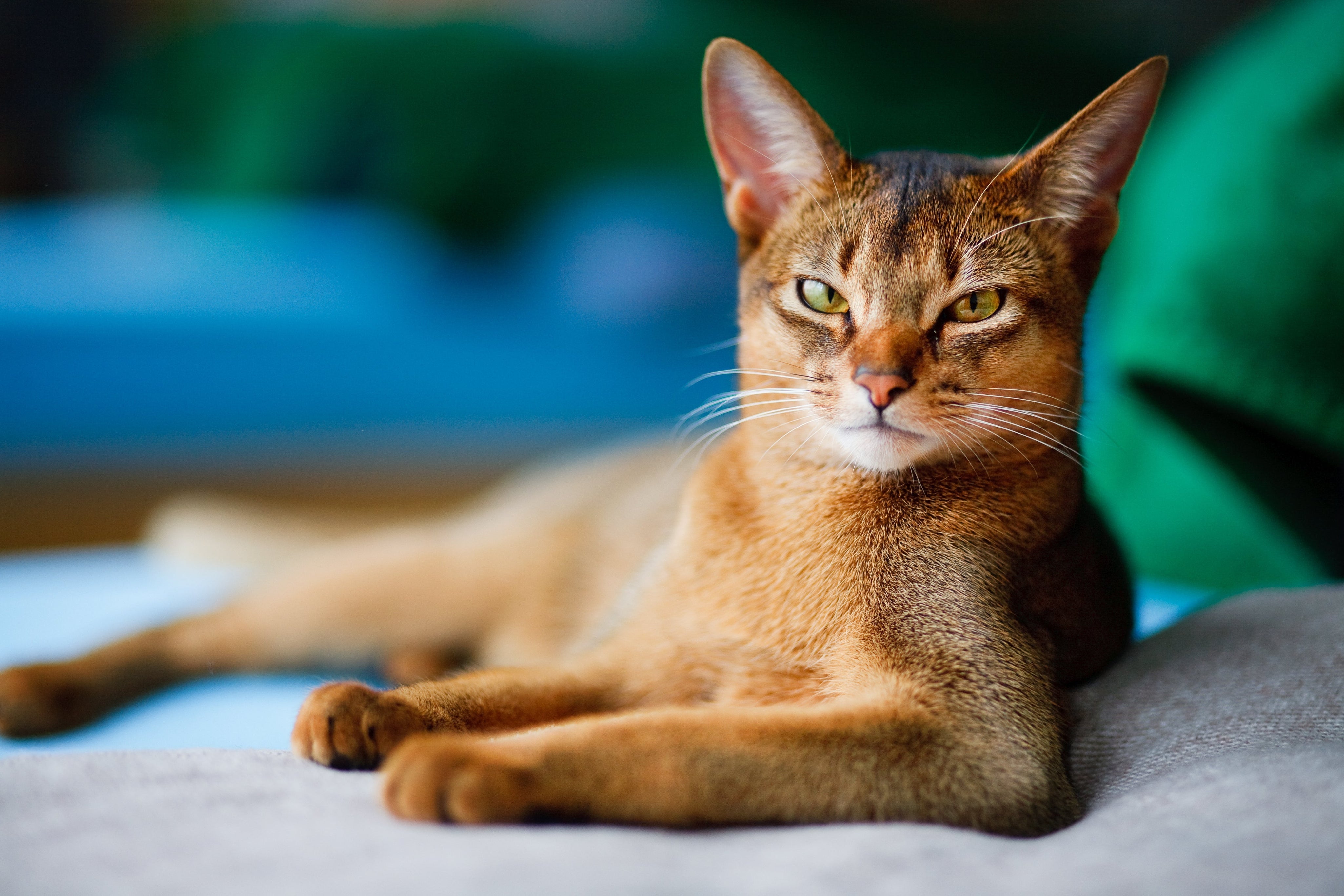 Abyssinian cat looking at camera