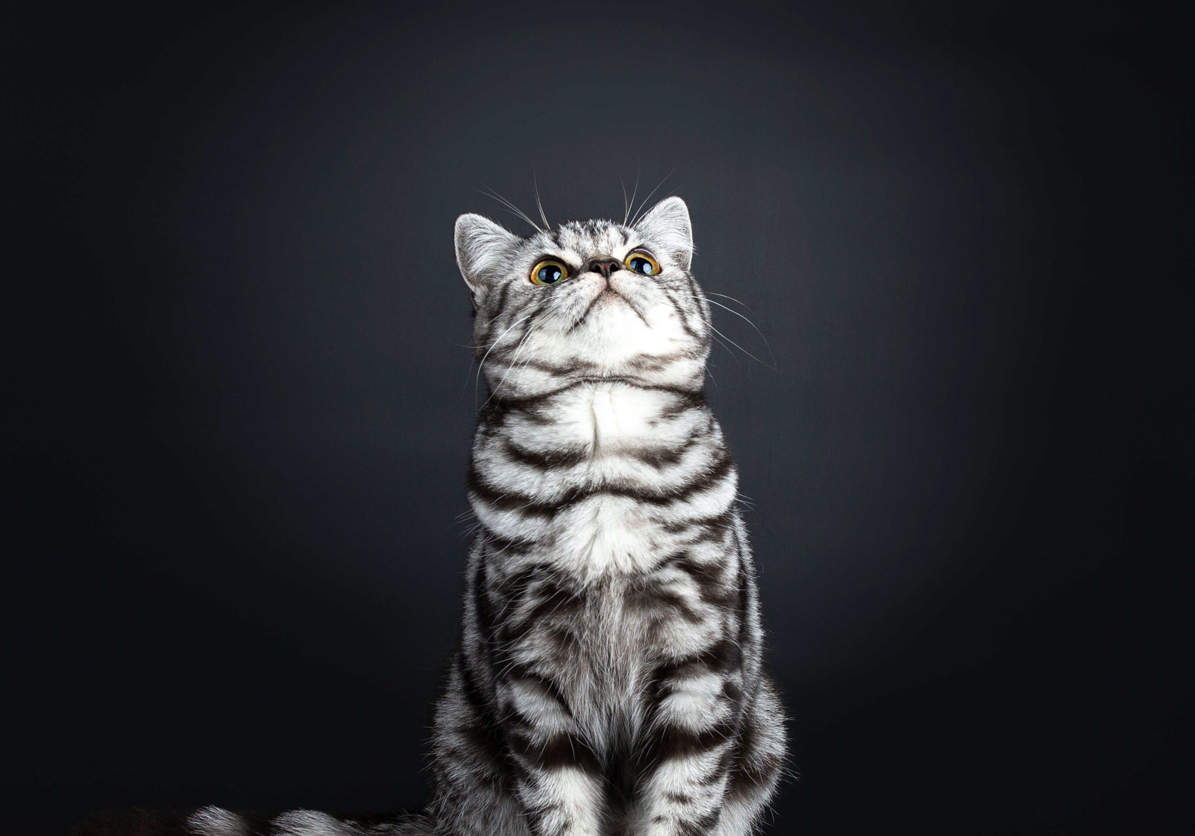 British shorthair silver blotched tabby