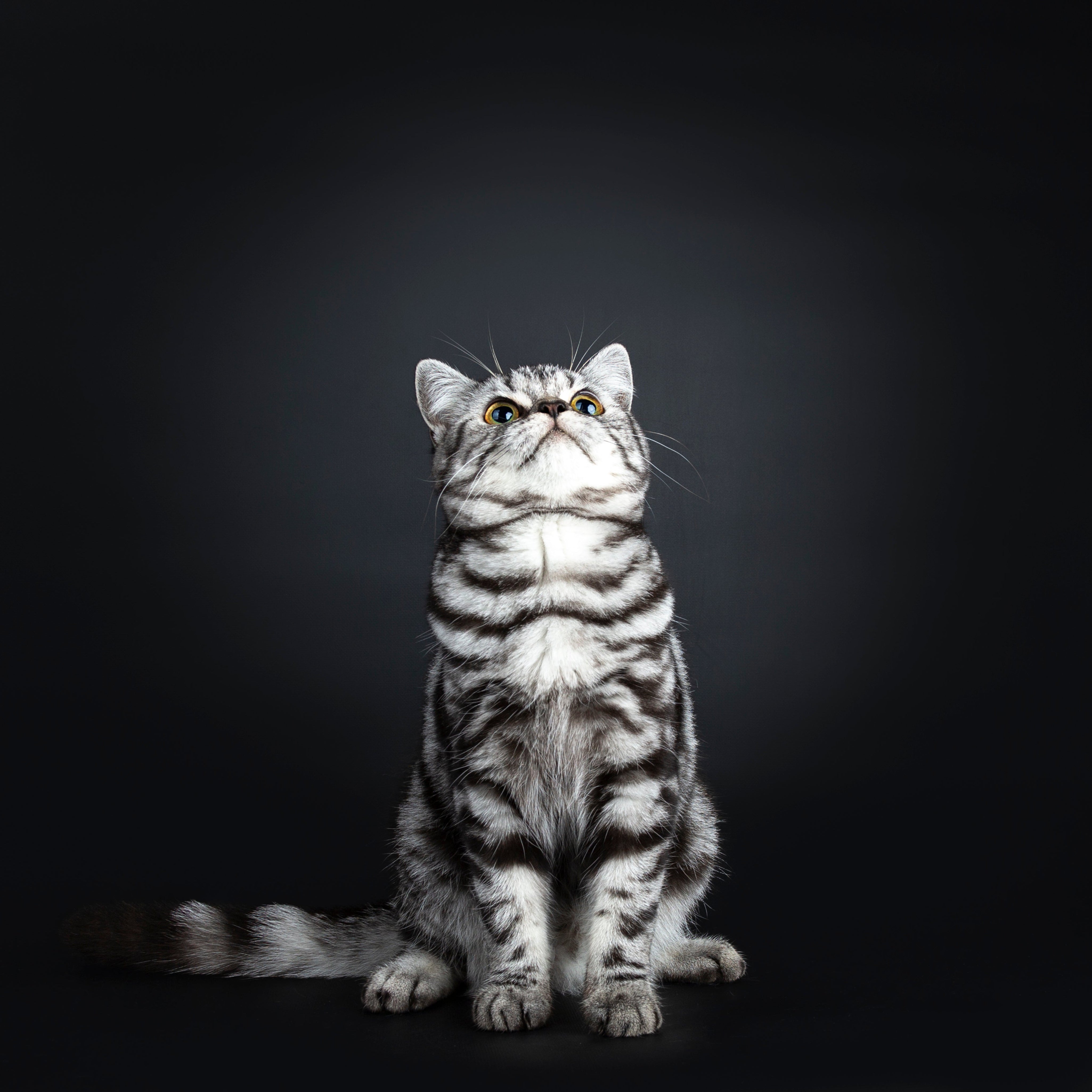 British shorthair silver blotched tabby