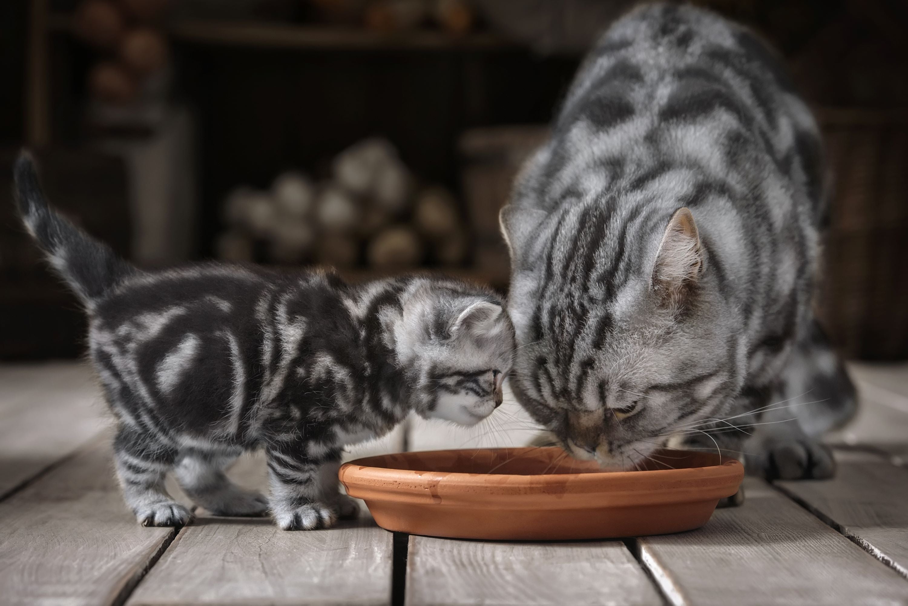 British shorthair mother and her kitten drinking