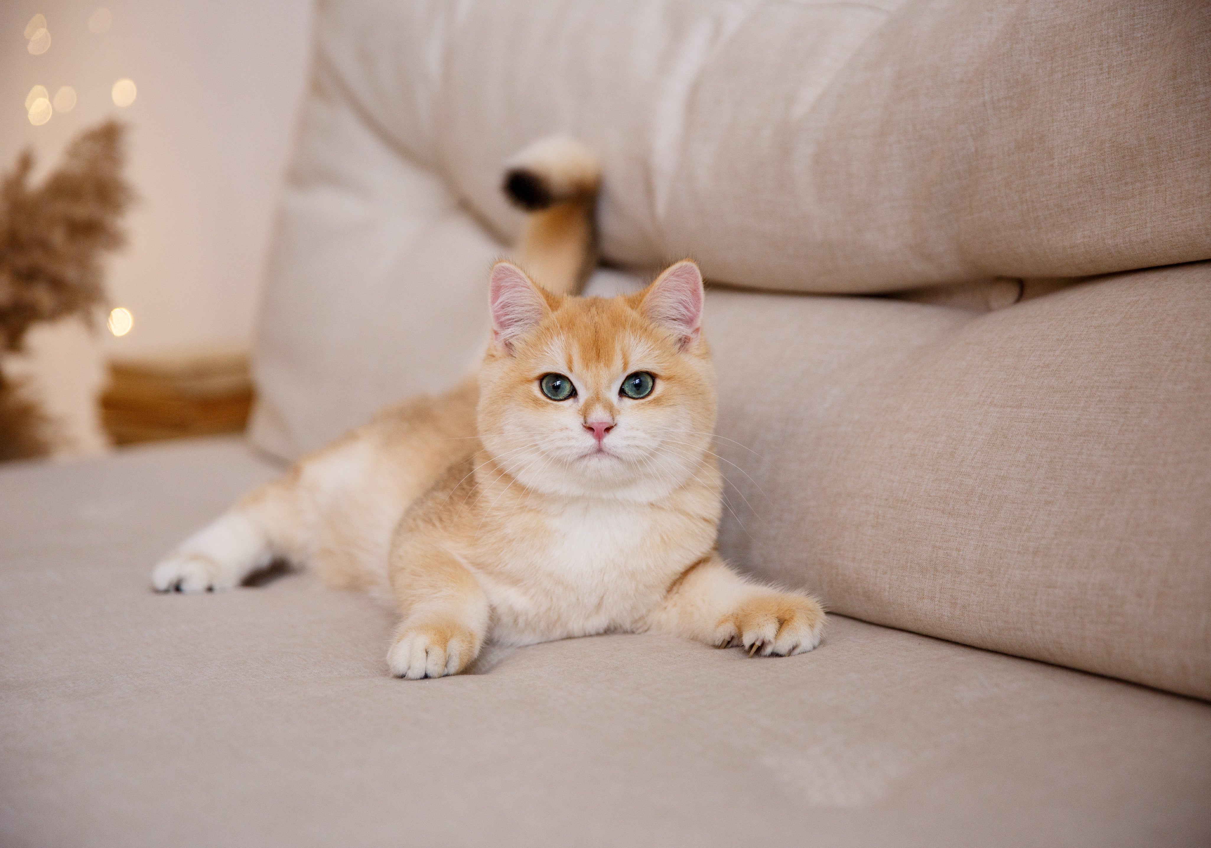 Light Copper British Shorthair Cat on Sofa