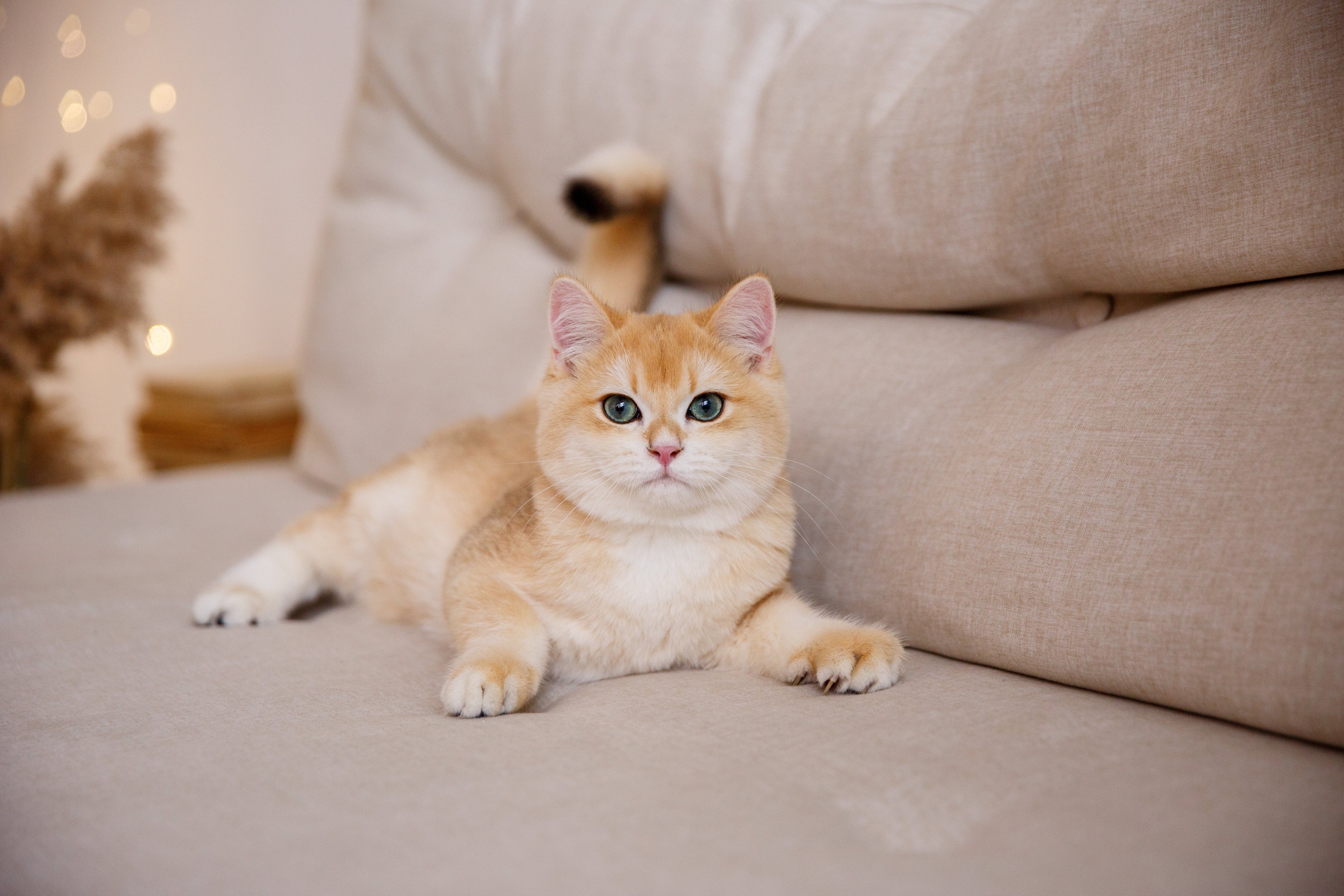 Light Copper British Shorthair Cat on Sofa