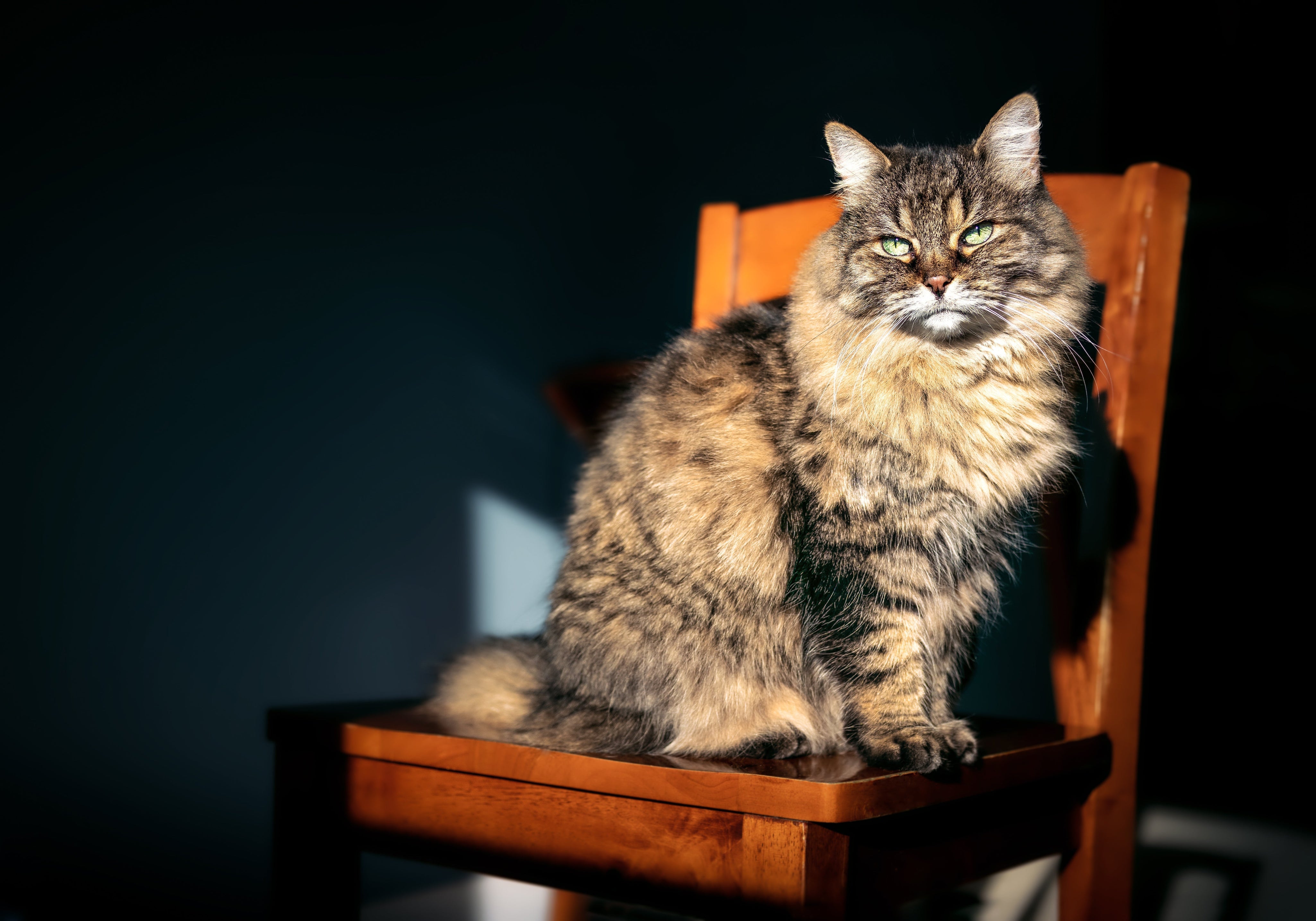 Elderly cat sunning in a chair