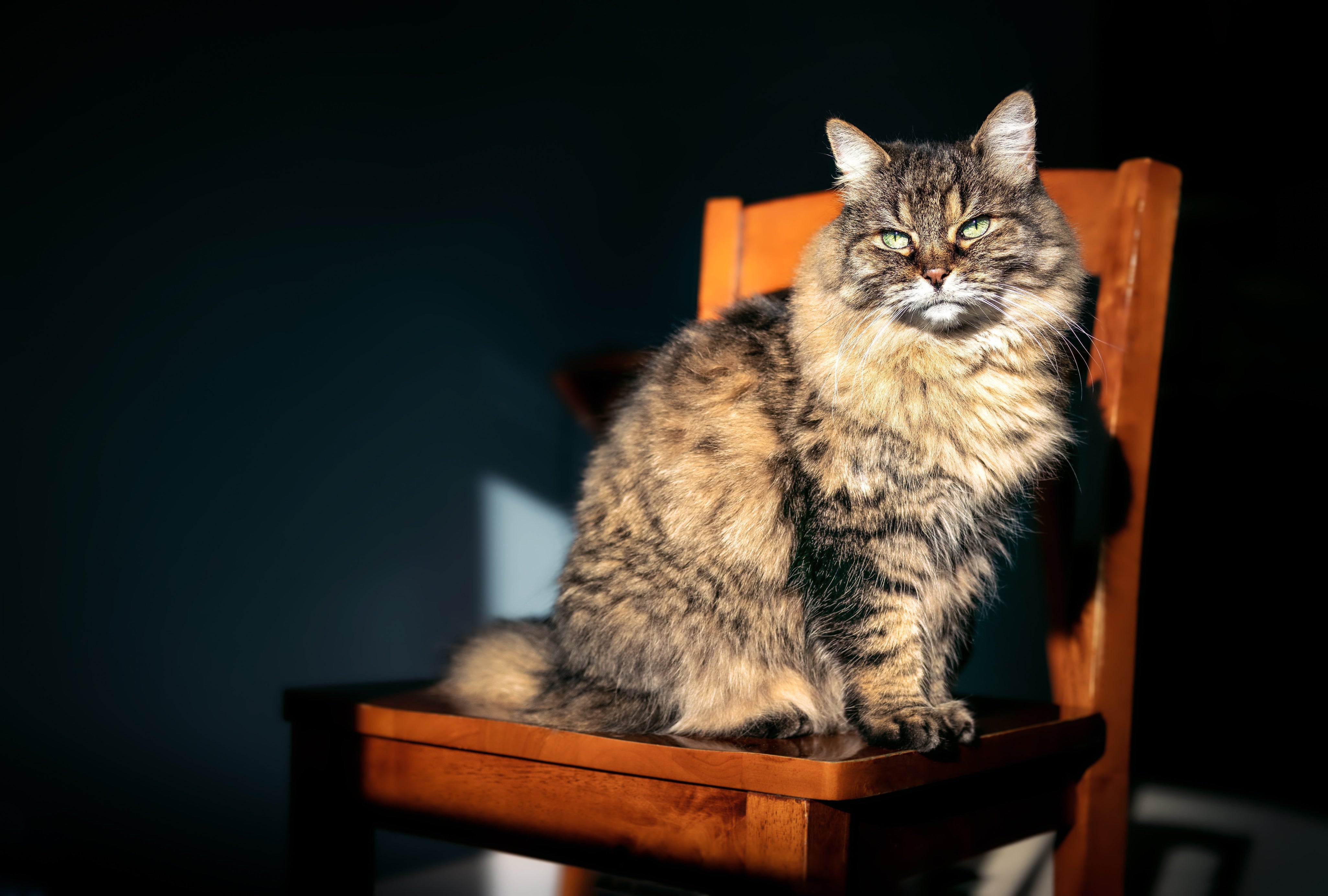 Elderly cat sunning in a chair