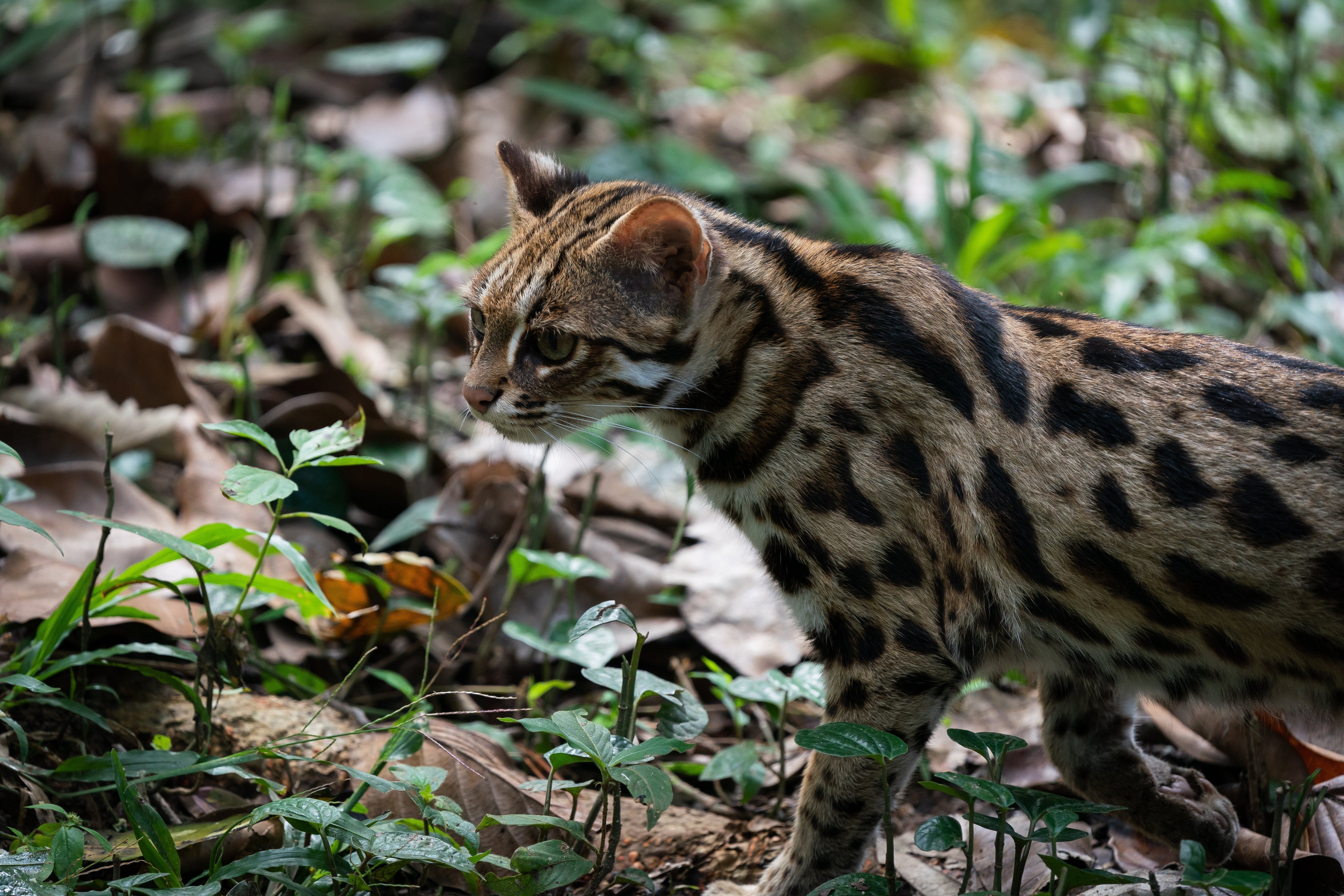 Leopard cat walking through the jungle