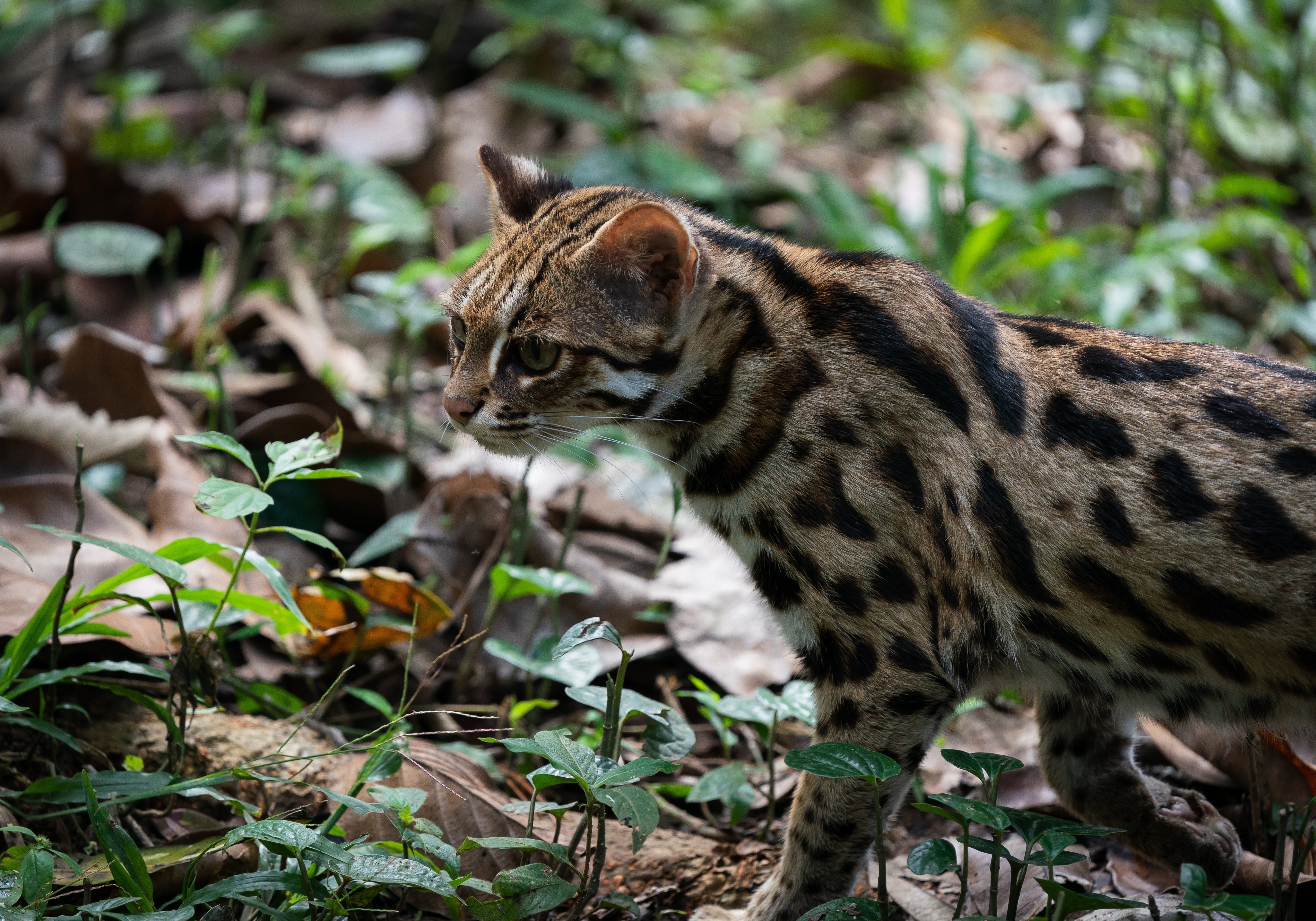 Leopard cat walking through the jungle