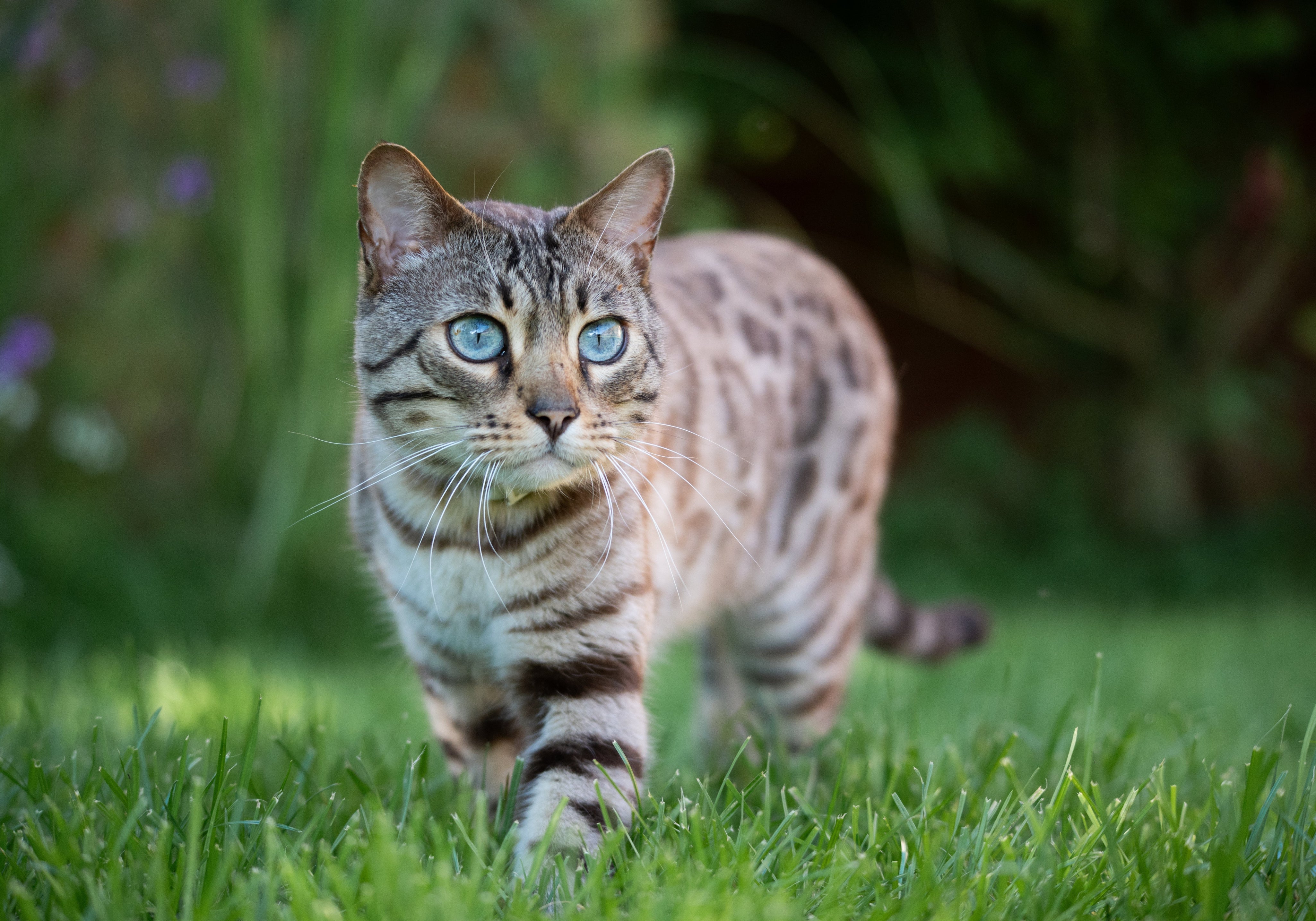 Baby Blues: Blue Eye Colour in Cats