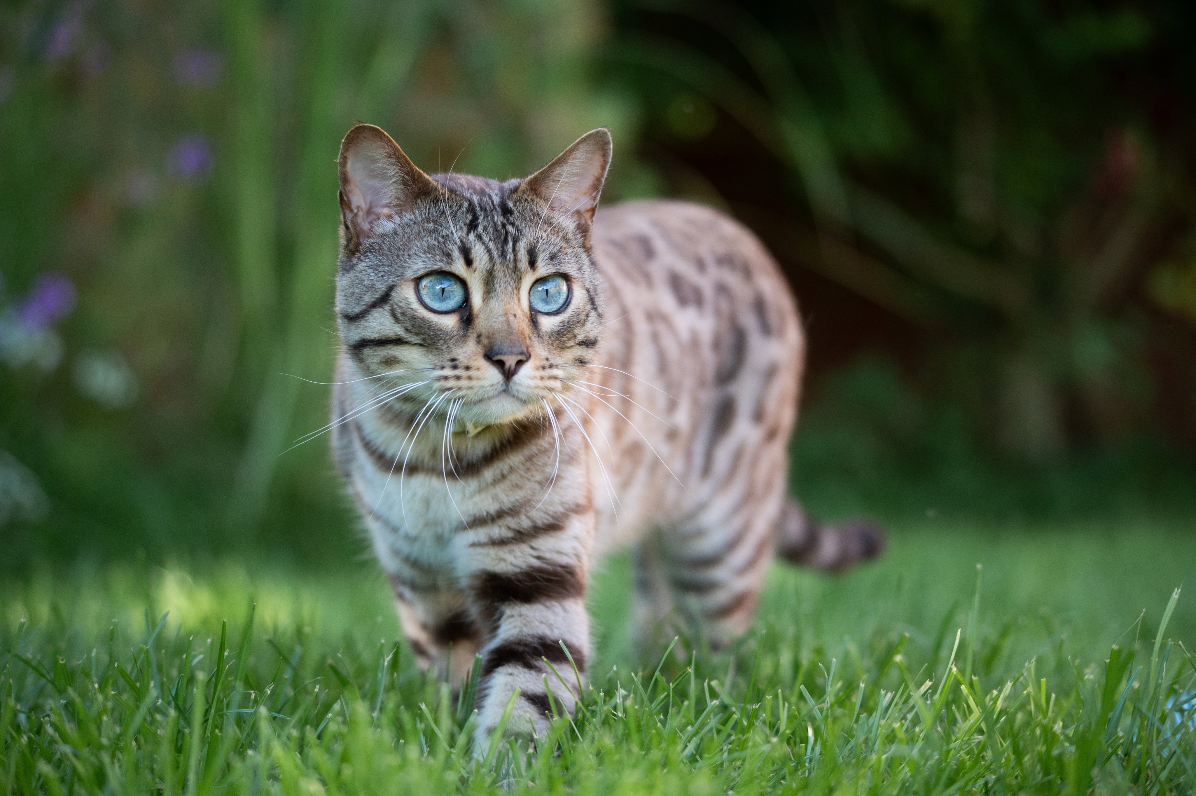 Baby Blues: Blue Eye Colour in Cats