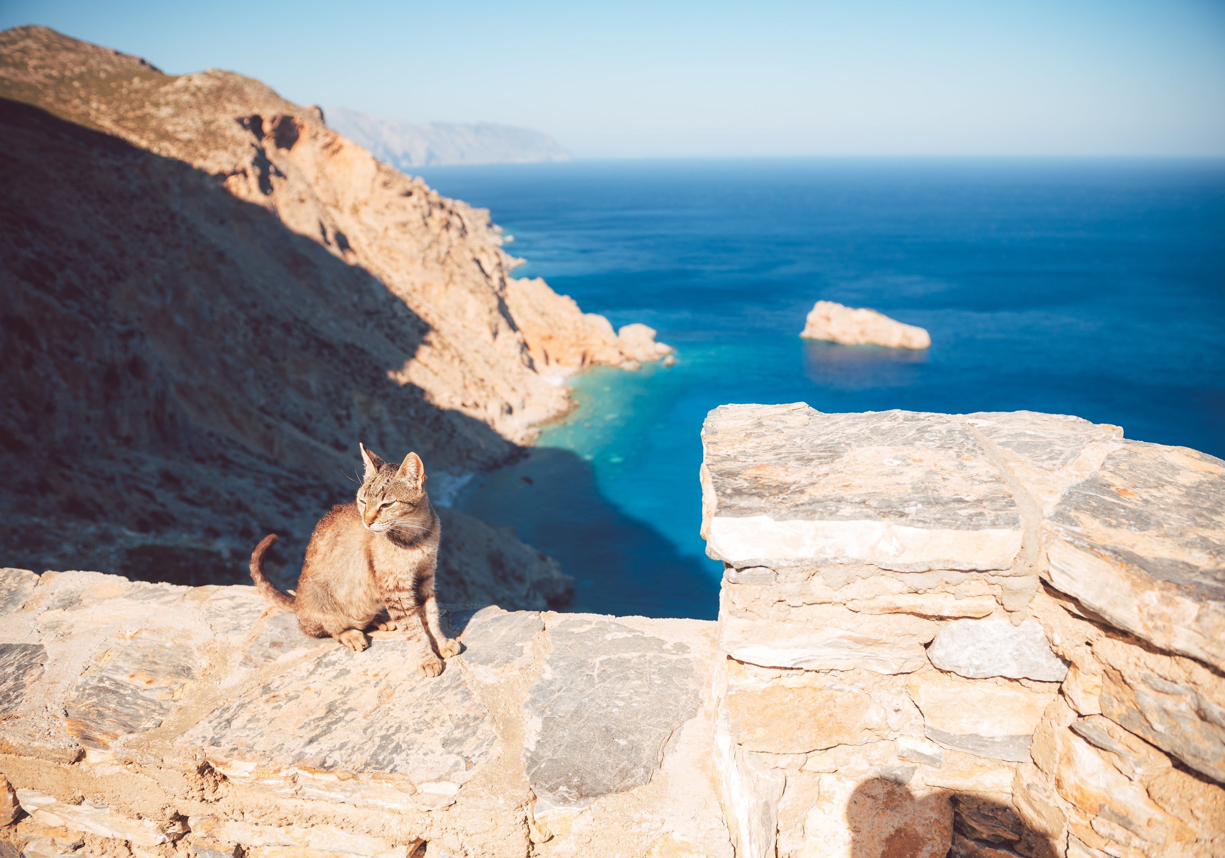 Cat on an island in the Mediterranean