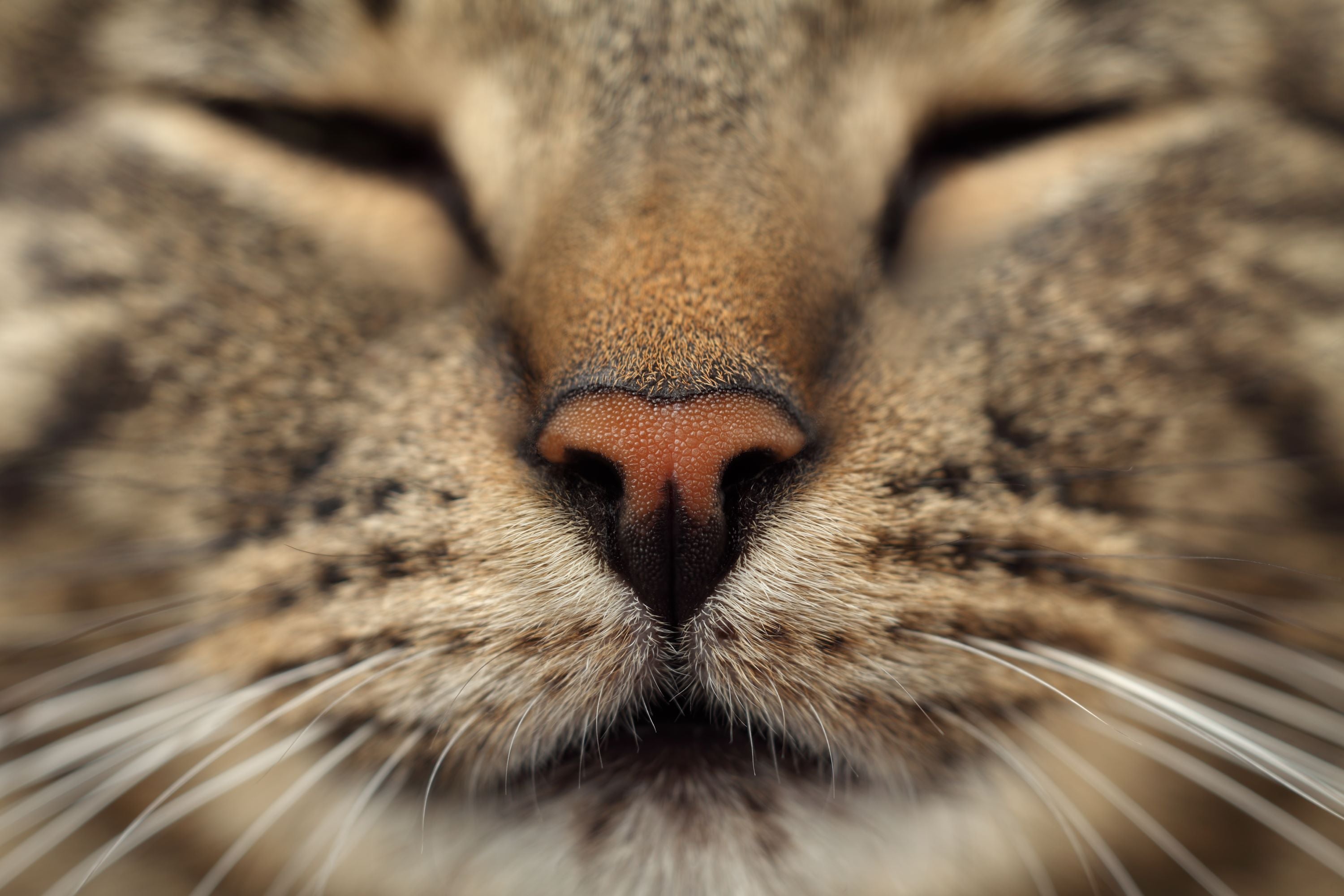 Closeup of a cat nose and face