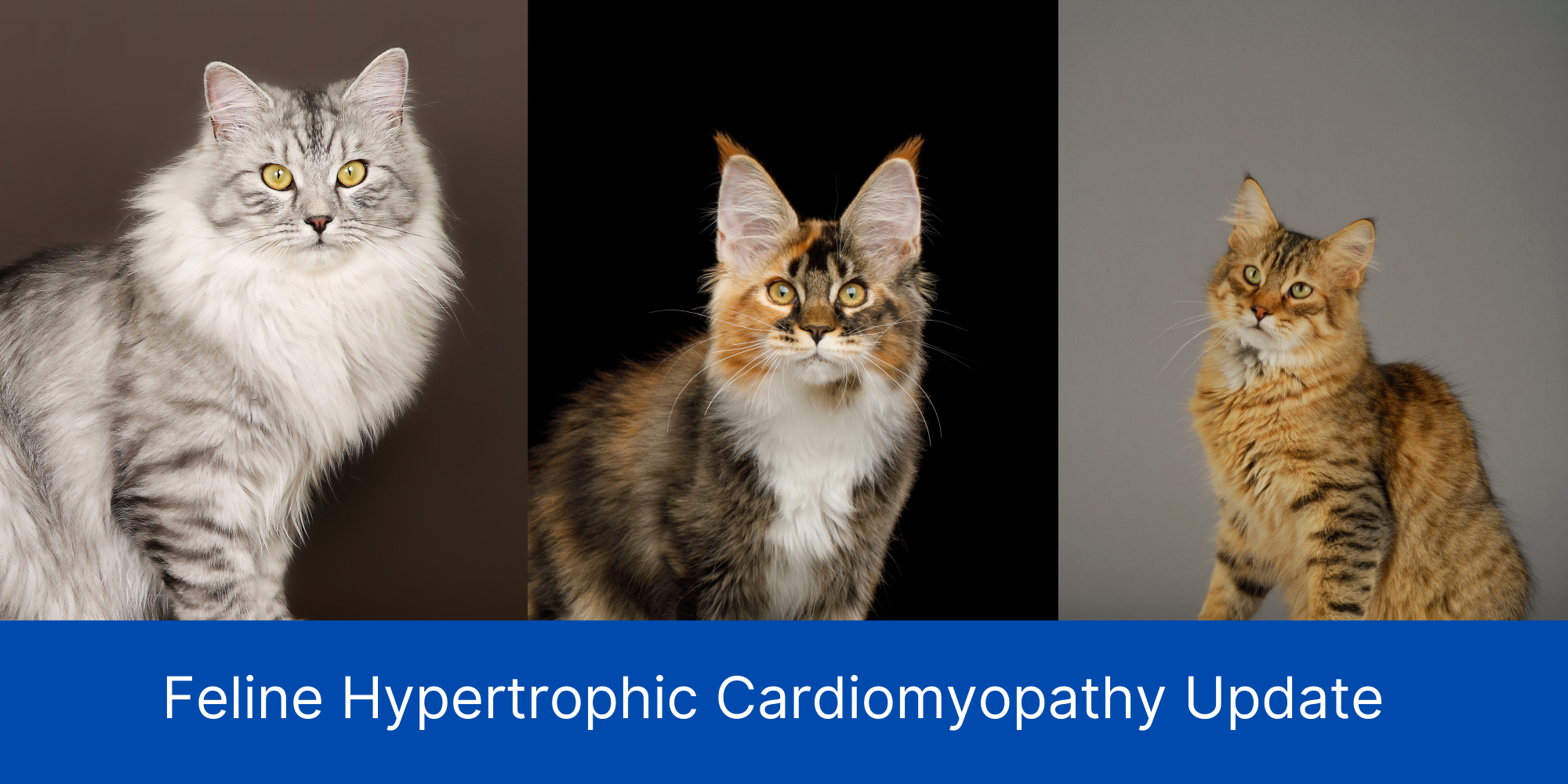 Scientific Research and Update to Hypertrophic Cardiomyopathy Reporting