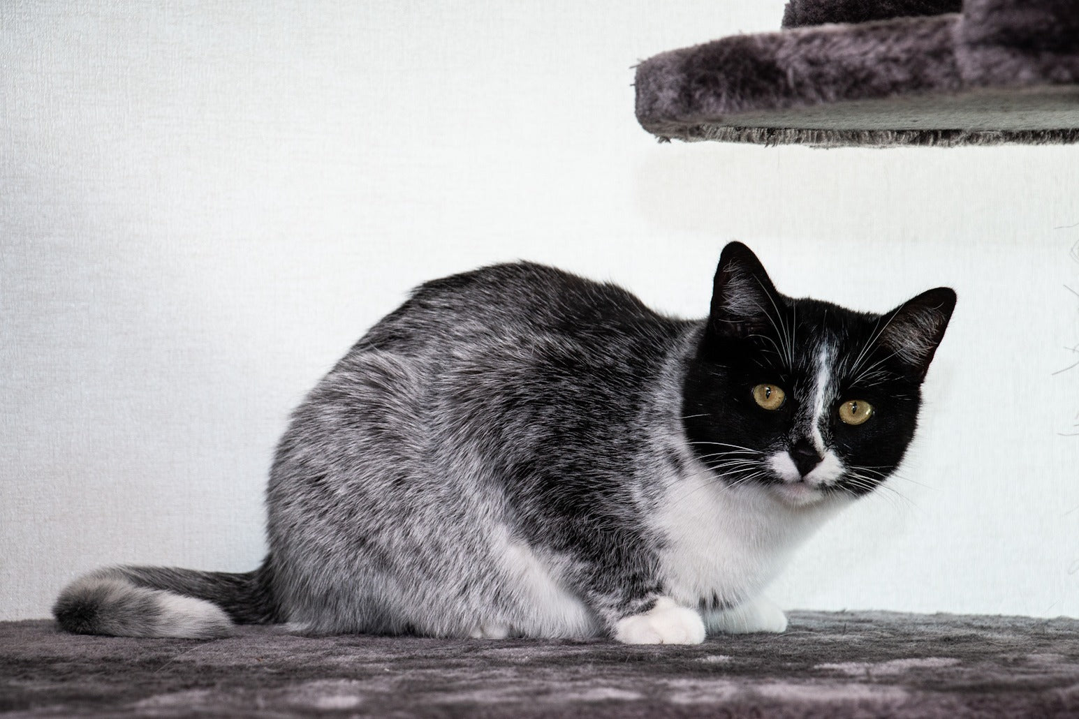 Genetic Mutation Gives Cats a 'Salty Liquorice' Coat Colour