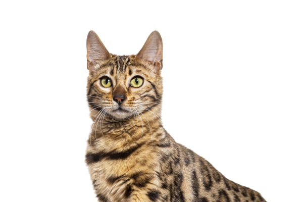 2025-08-01_MDD_Web_Cat-Day-Promo_Hero_Desktop_600x400_1.png