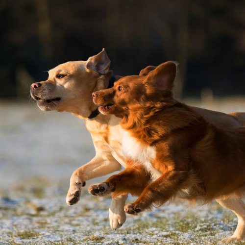 The effect of inbreeding, body size and morphology on health in dog breeds