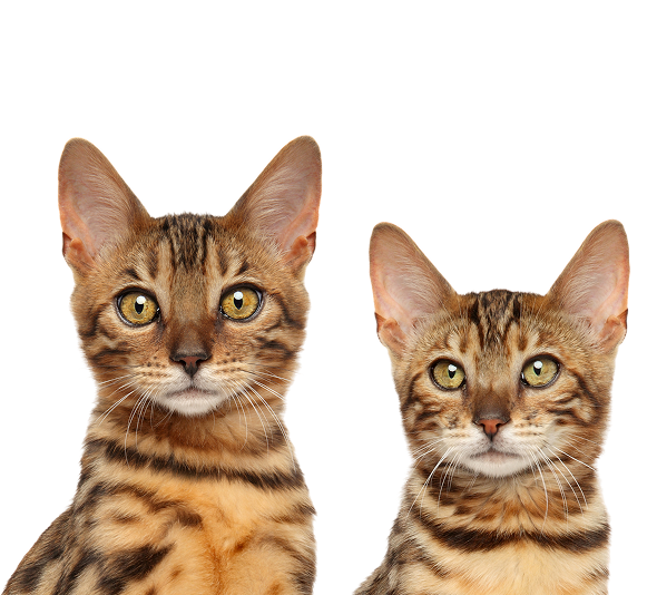 Bengal_Kitten_AdobeStock_220100712_1.png