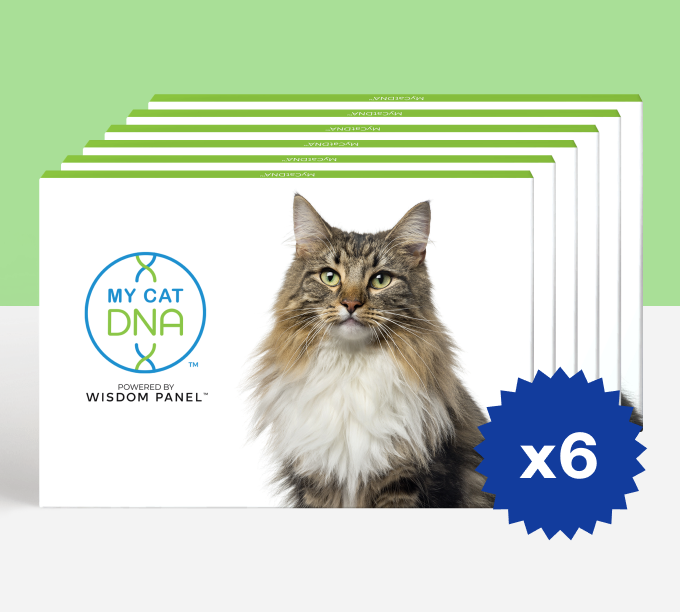MyCatDNA™ Litter Pack