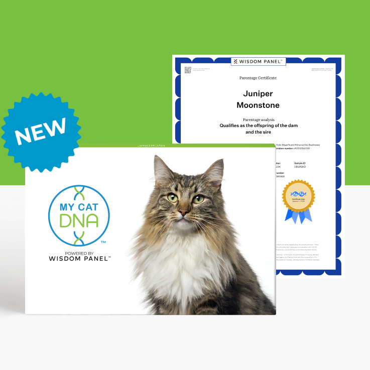 MyCatDNA™+ DNA Profile with Parentage Service €139,00