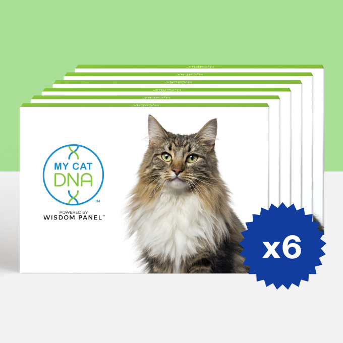 Product_Multi_Animal_Cat_Brand_MDD_Shape_Square.png