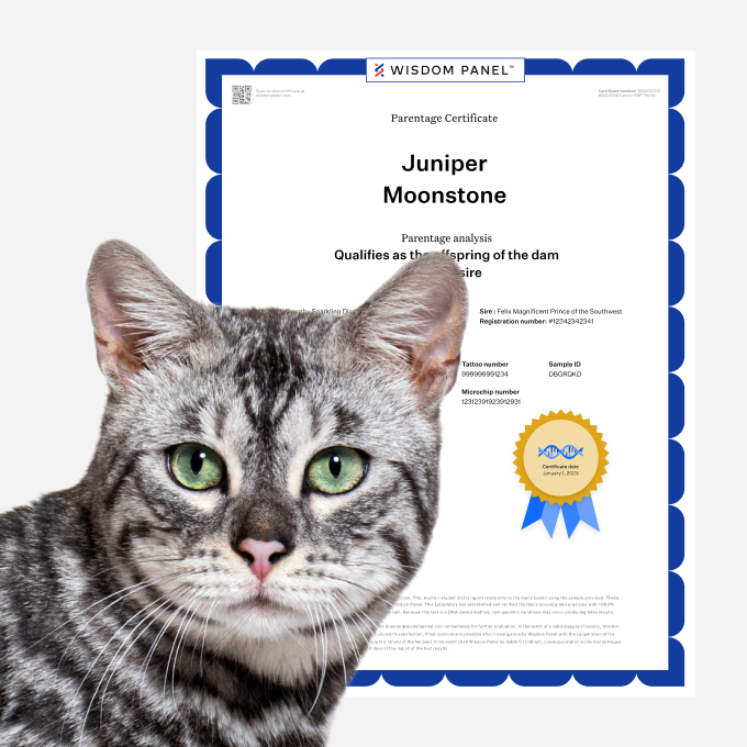 p_p_cat_upgrade.png
